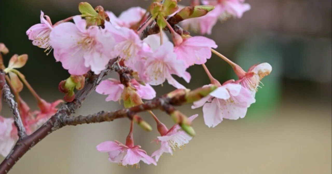 河津桜は春の訪れのサイン！カメラ初期の思い出の花！｜brayoko