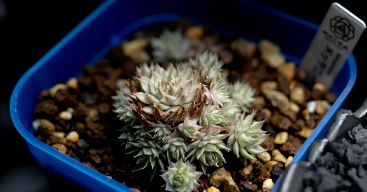 植物紹介】センペルビウム メッテニー錦｜はる