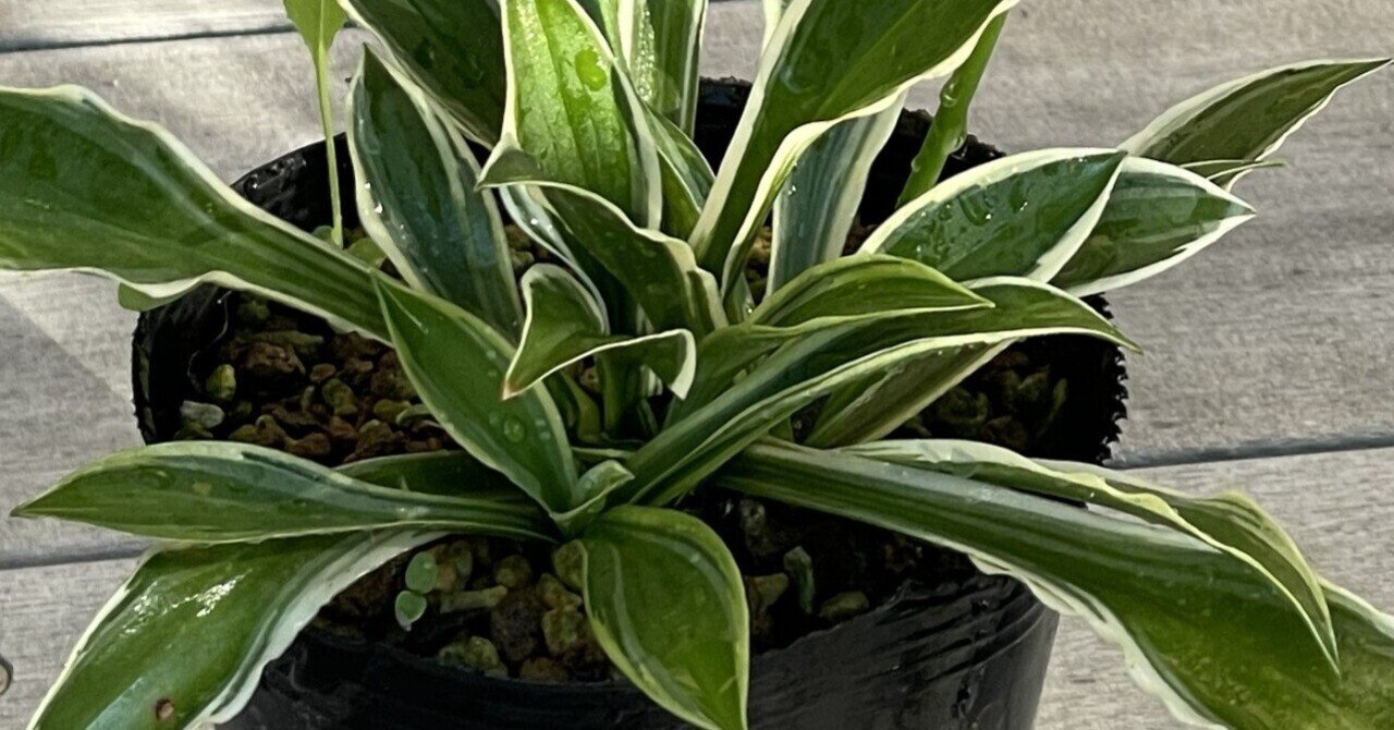 ギボウシの歴史⑧ 文鳥香について｜ゲーロッパ