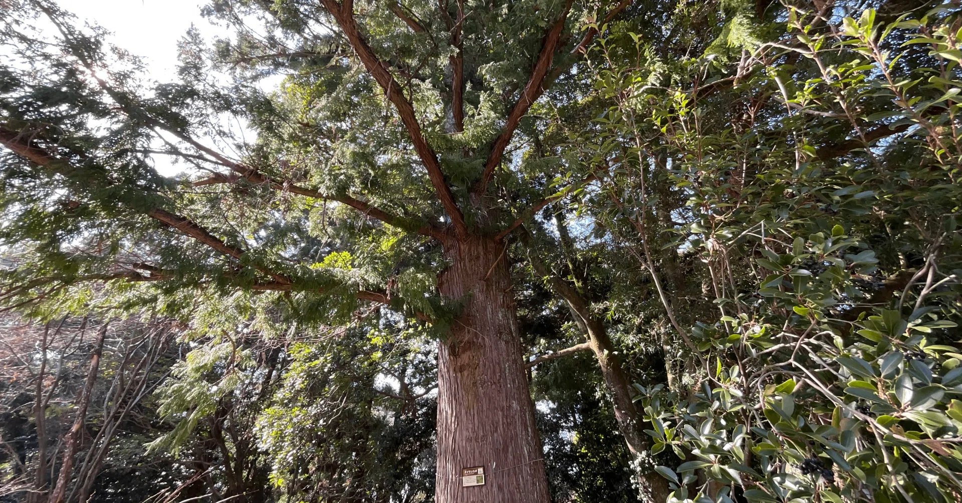 タイワンスギ（京都府立植物園）No.75：2026年3月6日（金）｜藤井秀昭