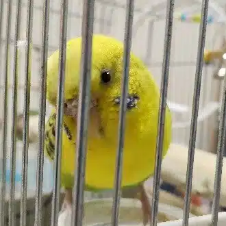 あばちゃん