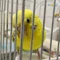 あばちゃん