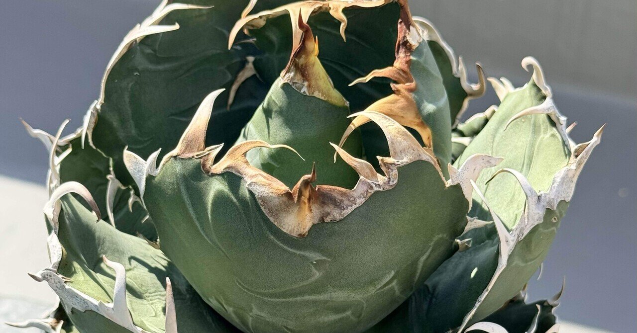 アガベ　白鯨  Agave titanota 'Hakugei' アガベ・チタノタ '白鯨'（Hakugei）】｜BEAT GARDEN