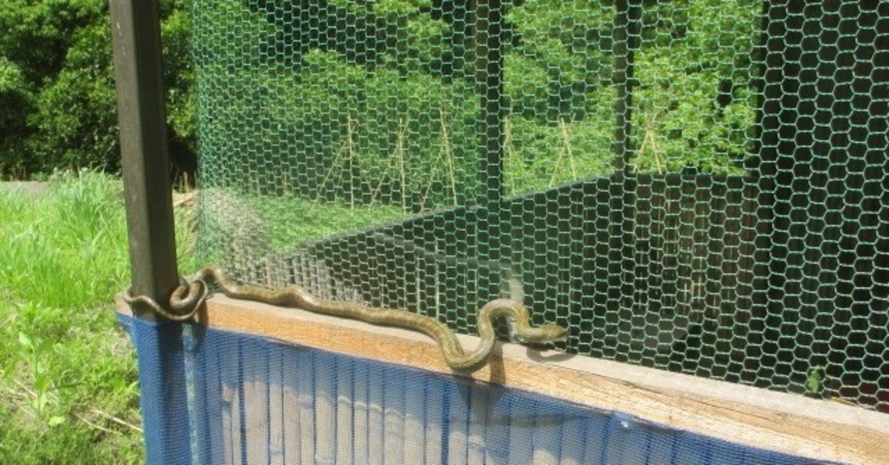 鶏小屋の蛇対策 かな Note