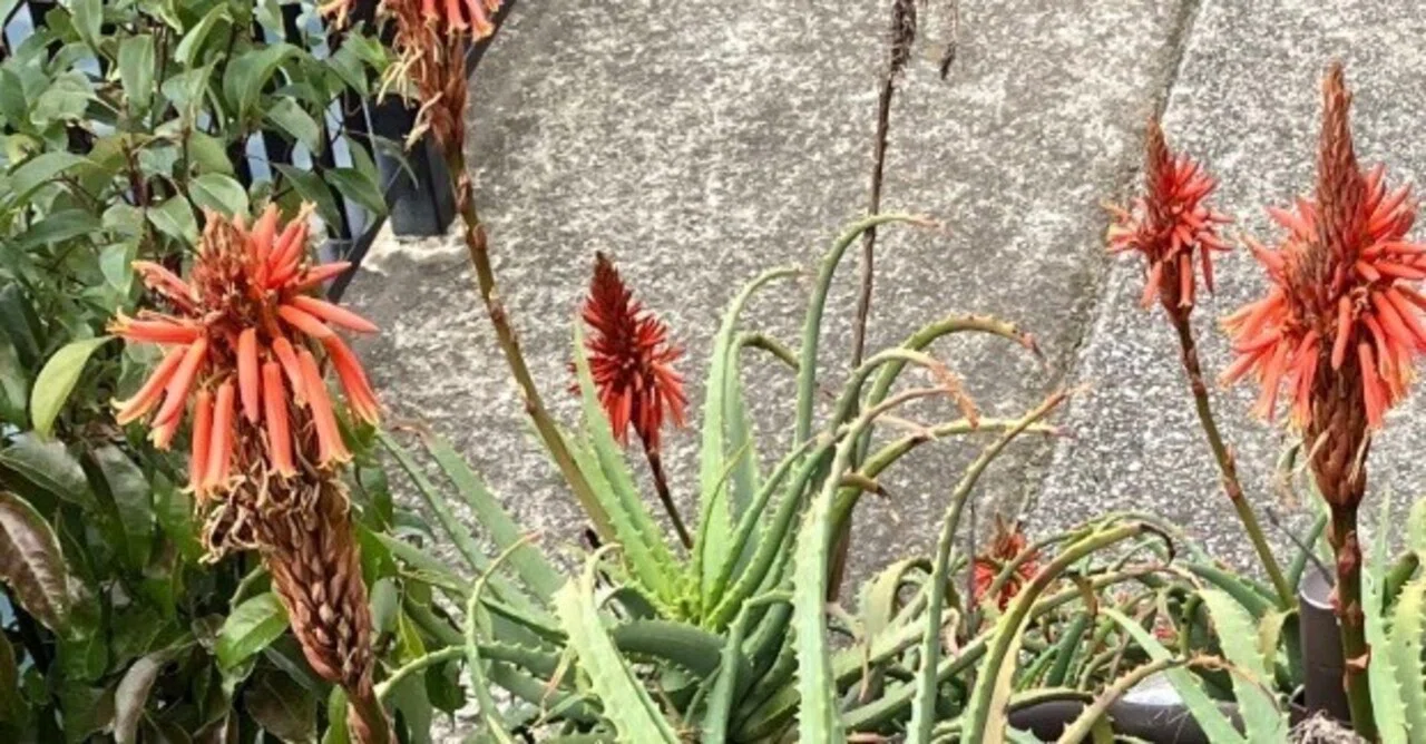 巨大アロエの花｜弘せりえ