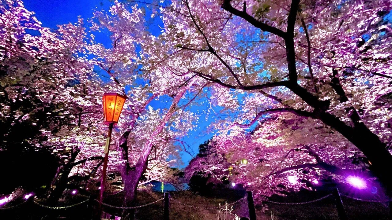 未来の春をデザインする。大池公園「桜再生プロジェクト」と、一市民