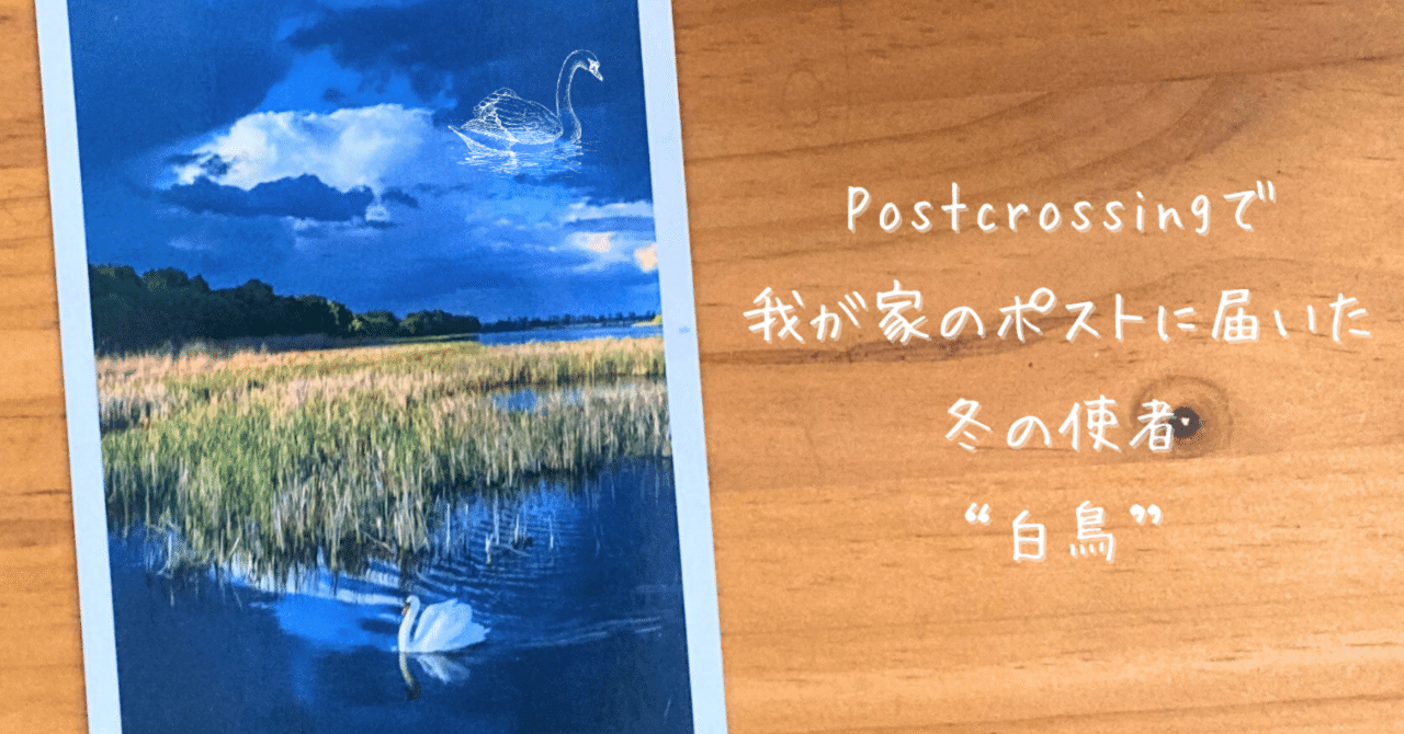 我が家のポストに舞い降りた冬の使者“白鳥 ”｜文子 （フミコ）