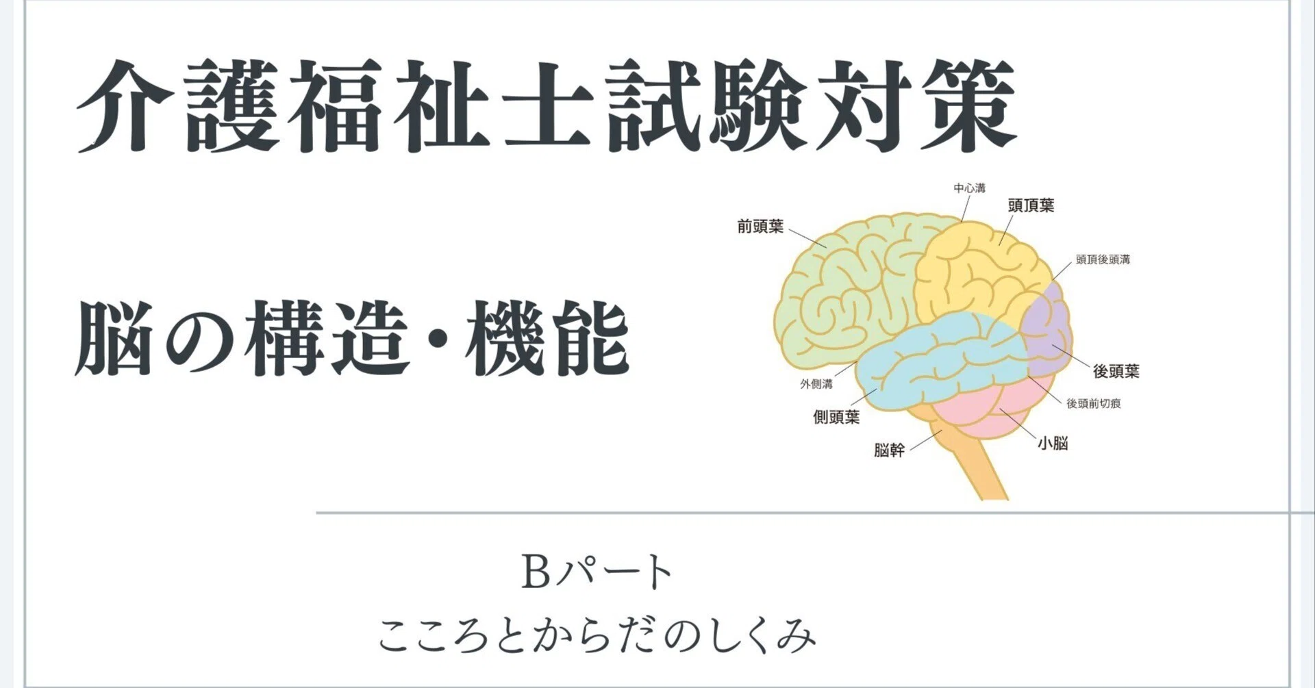 介護福祉士】脳の構造・機能について｜しょう-どこかの介護士-