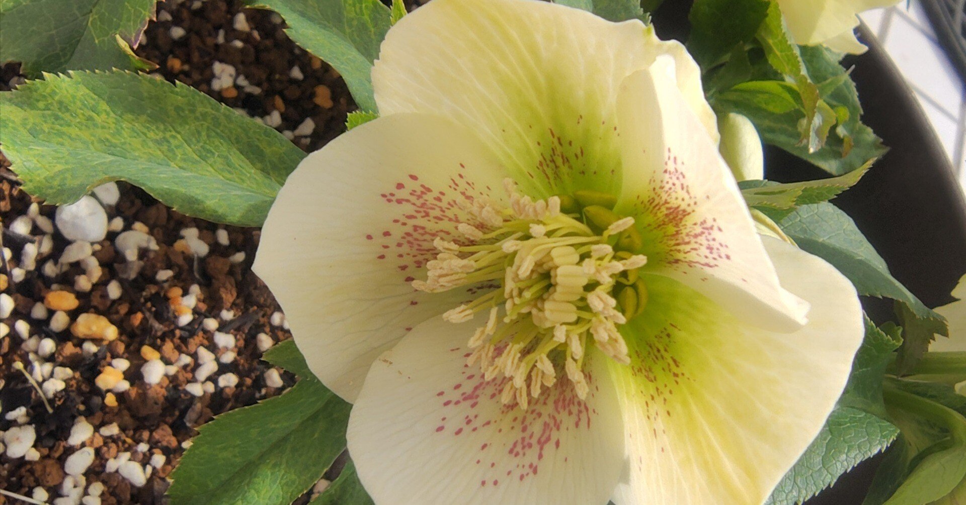 クリスマスローズ2種の開花（2026.2~）｜りっか@あれこれ園芸記録