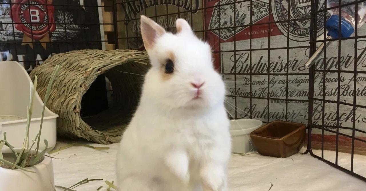 White Rabbit｜ram