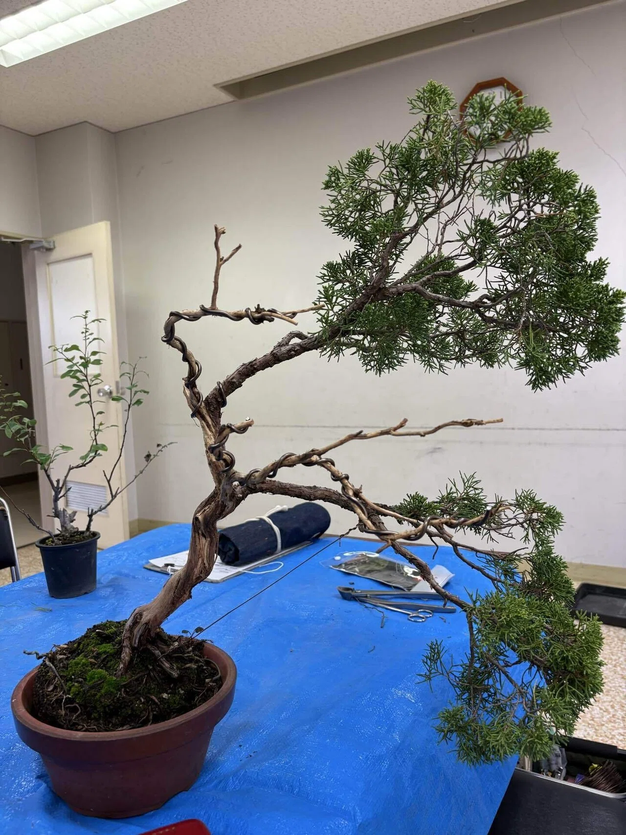 山木真柏盆栽 (冬囲い前セール) 8ea30ef965057b493bb6859d8c366d