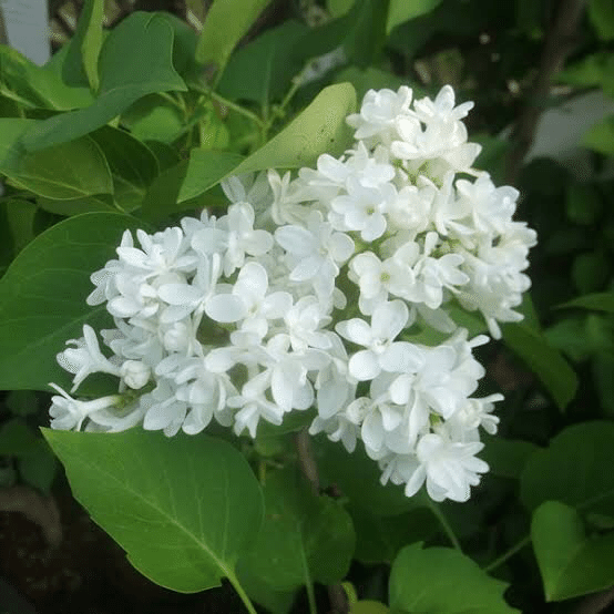 5 12誕生花 ライラック 33ページ シンちゃん Note