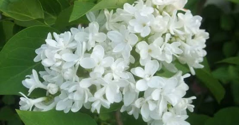 青春の喜び の新着タグ記事一覧 Note つくる つながる とどける