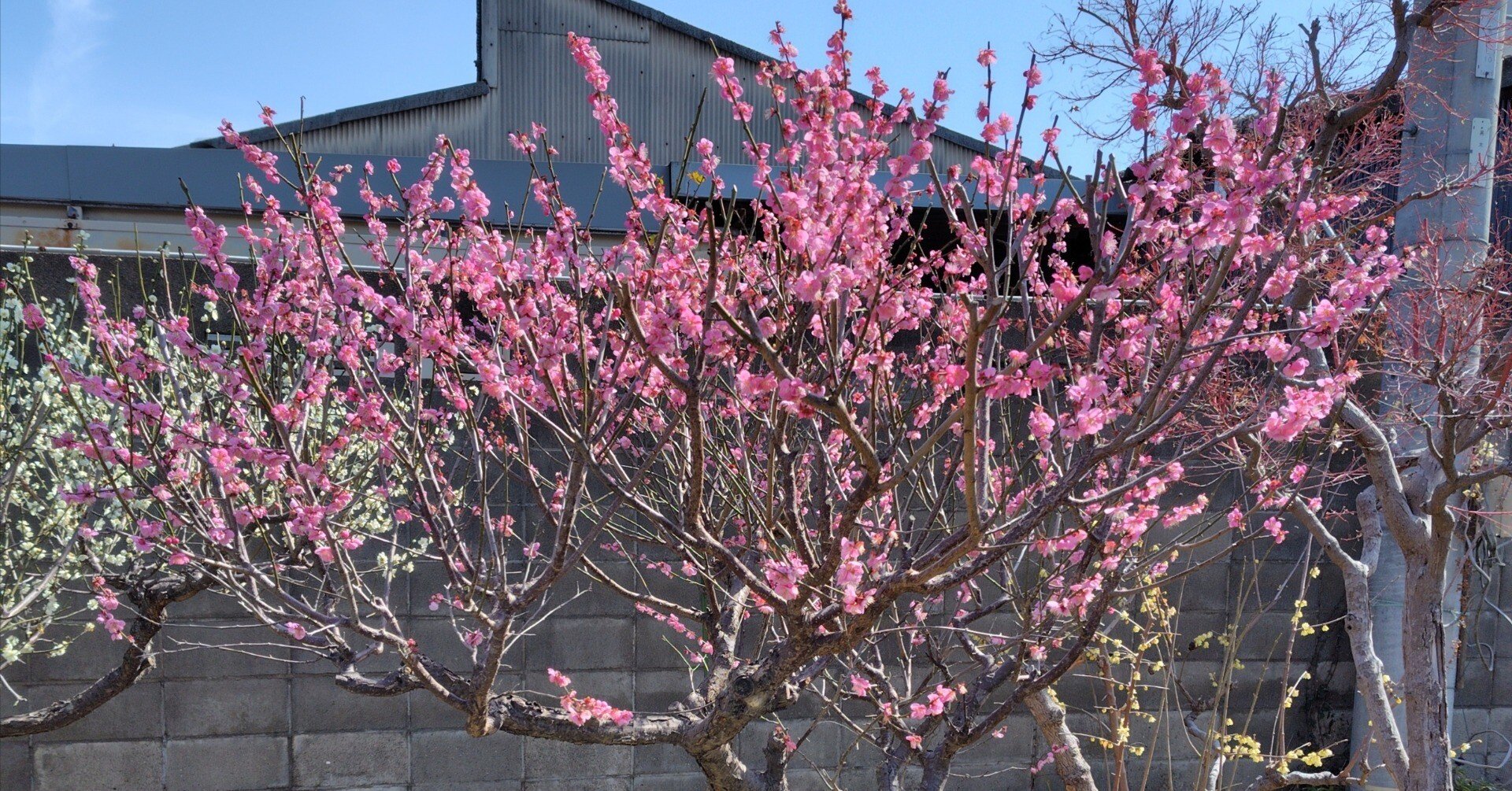 数えてみたら庭に梅の木四本あったって今さら気がついた話｜くぅ