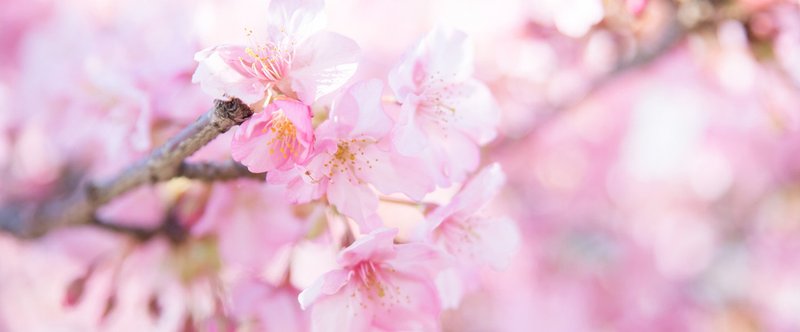 ひっそりと咲く早咲きの桜とわたしの写真