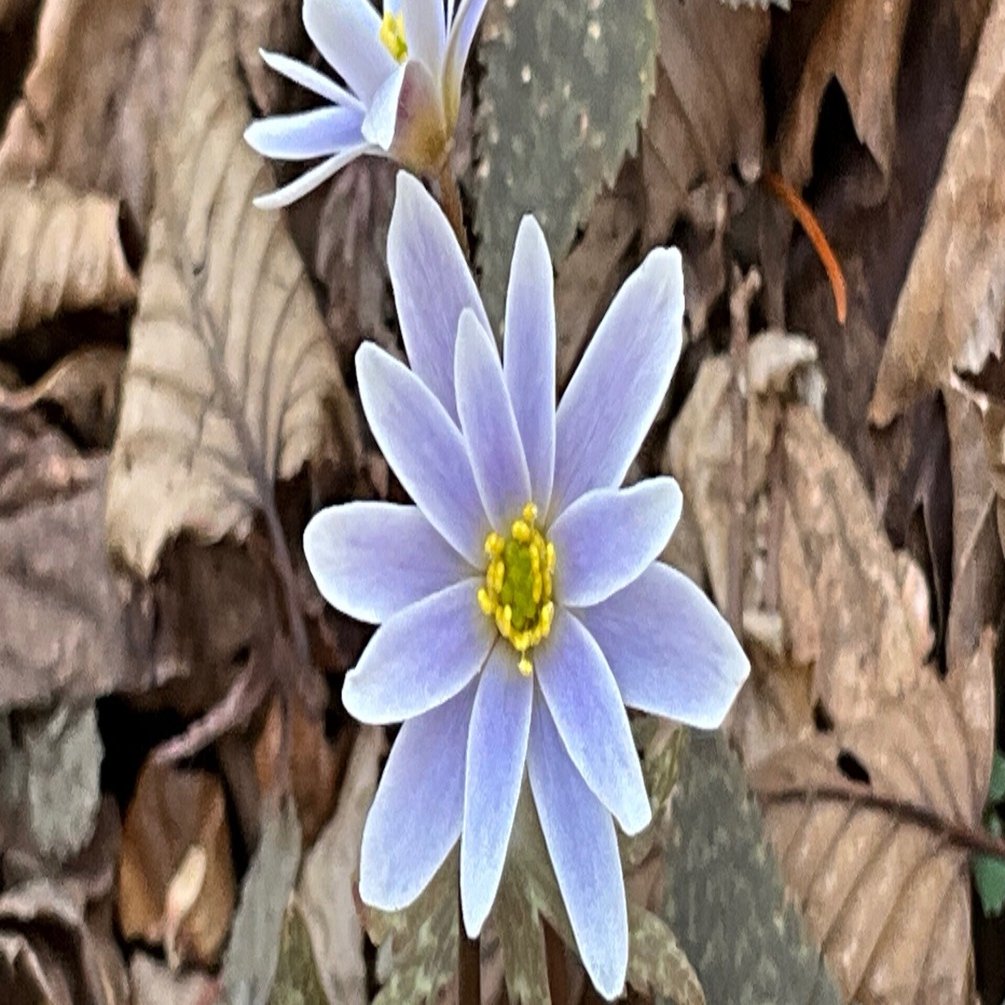 ユキワリイチゲの季節（京都府立植物園）：2026年2月23日（月）｜藤井