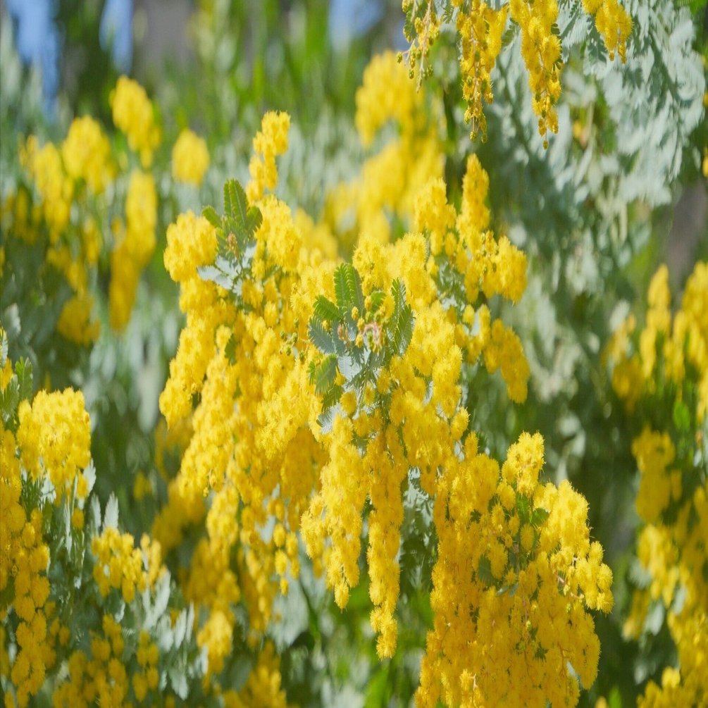 ミモザ（ X-T5 : Tamron 18-300mm F/3.5-6.3）｜シェル