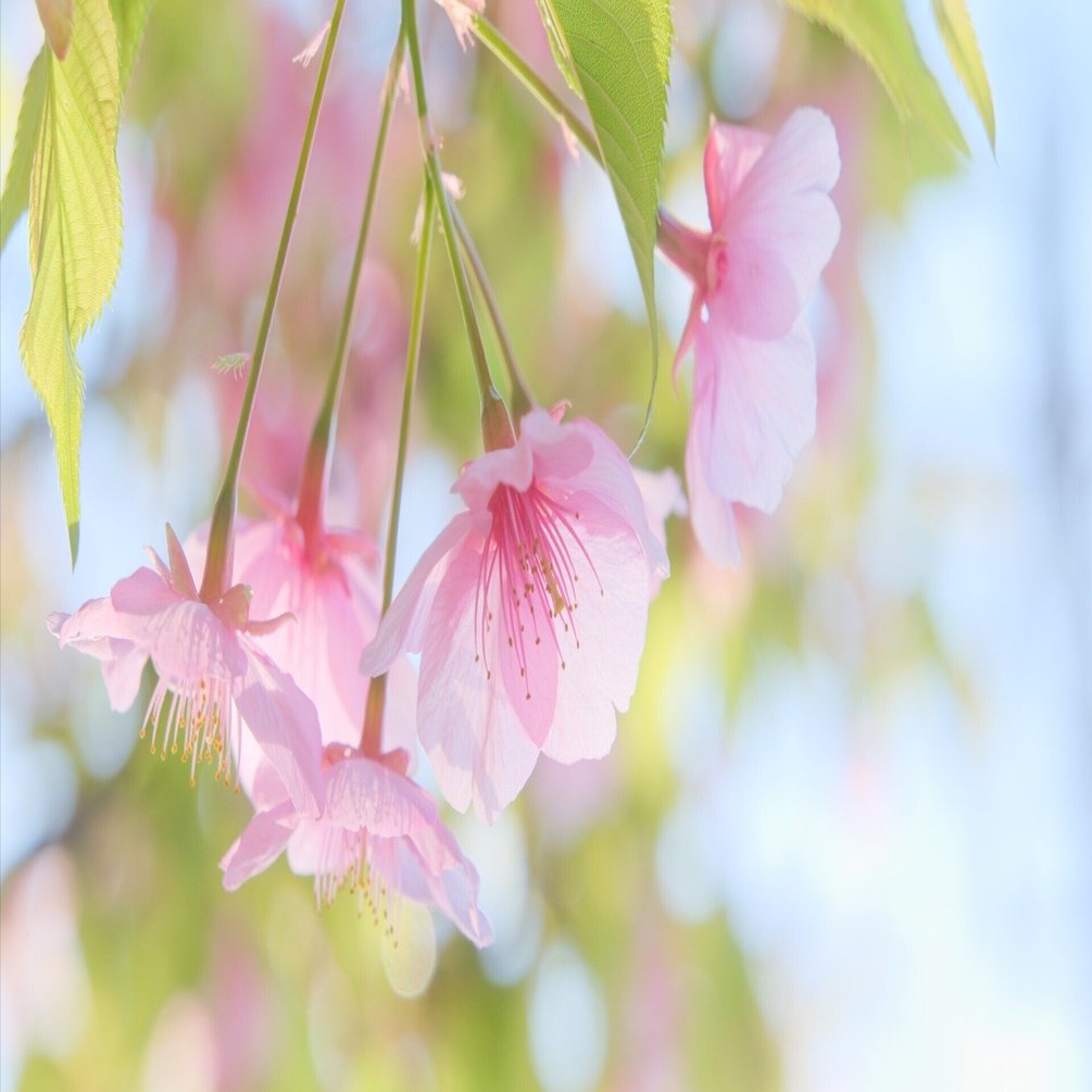 本気の河津桜（ X-T5 : Tamron 18-300mm F/3.5-6.3）｜シェル