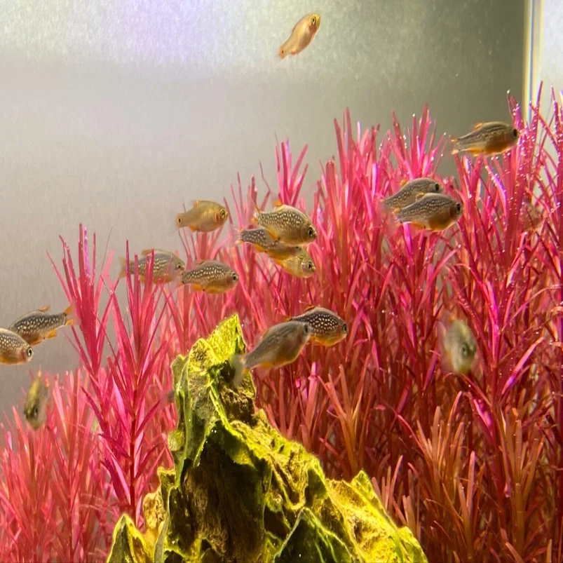 アクアリウム】60cm水槽の経過報告⑤｜たけのこ@サイドFIRE準備中