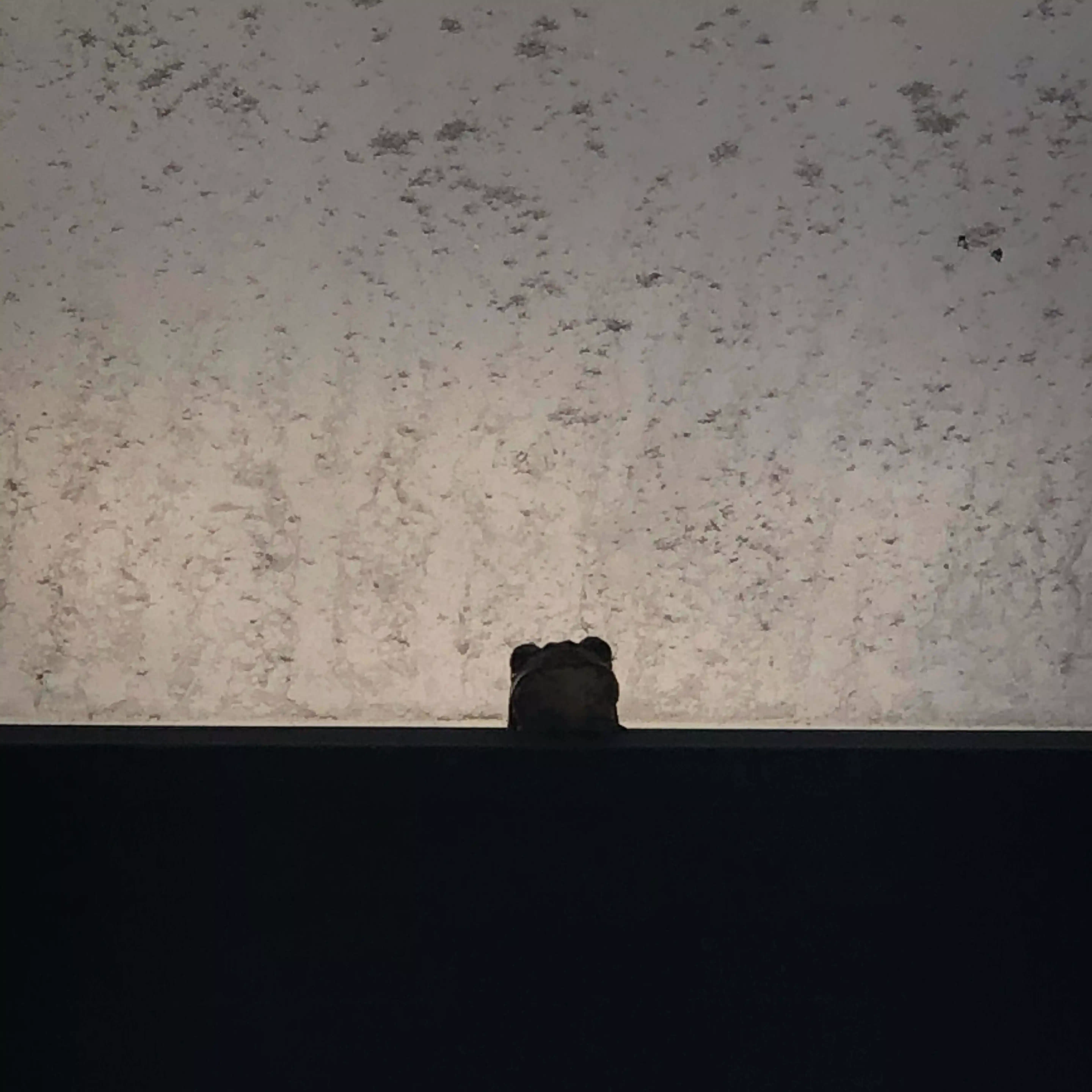 large_pika4713