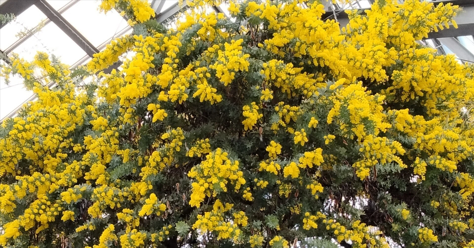 満開💛見頃のミモザ｜青野いるか