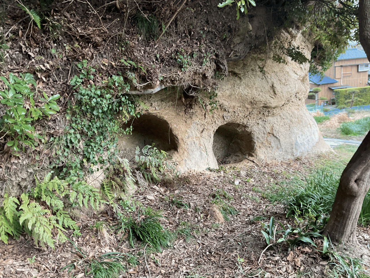 2026年2月24日【千葉】上総の古墳（金鈴塚古墳・内裏塚古墳・弁天山