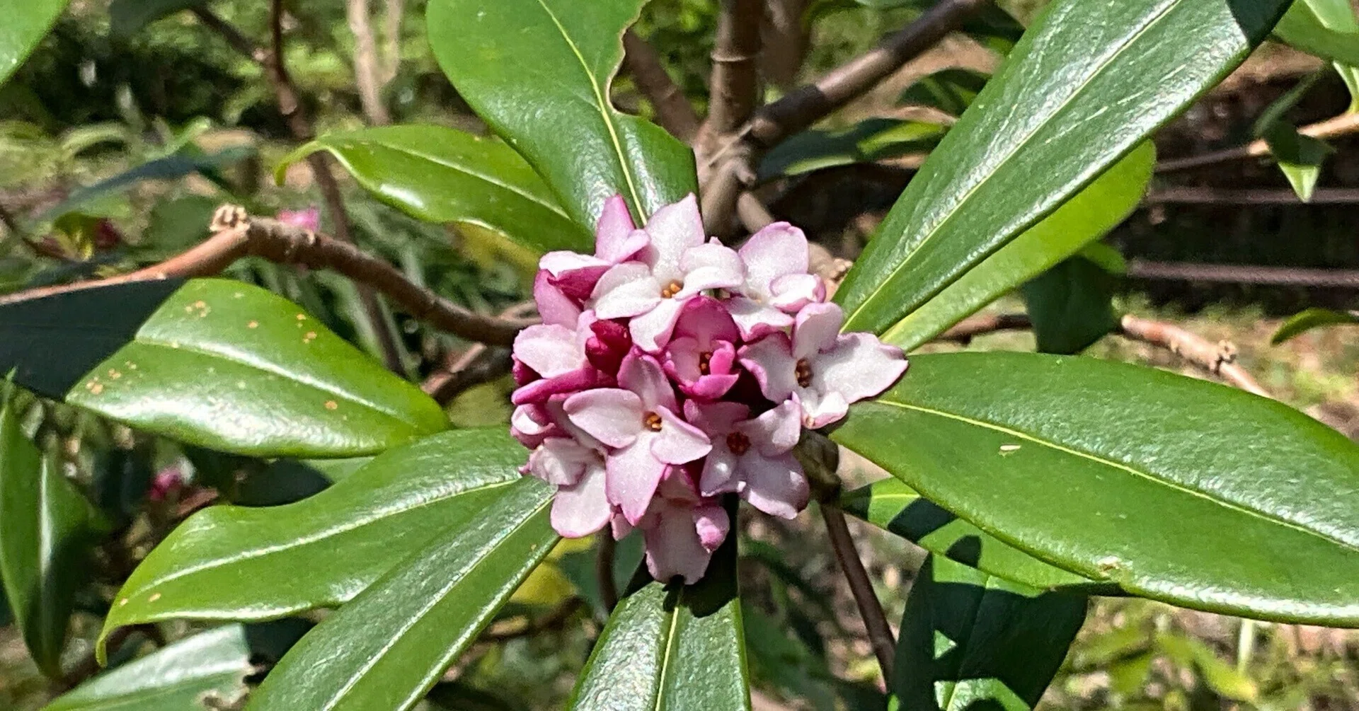 ジンチョウゲ（京都府立植物園）：2026年3月3日（火）｜藤井秀昭