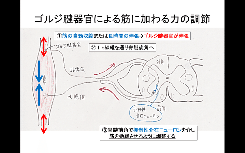 ゴルジ腱器官