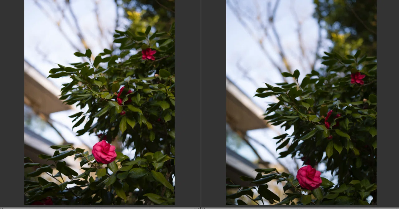 Adjusting M11-P colors for RAW development｜と ご り ん
