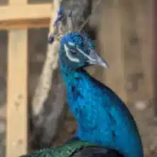 水瀬　文祐