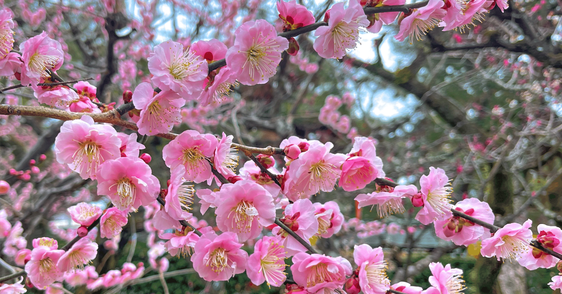 エストニア語学習 ：日記26年3月1日｜みかっち ～外国語大好き人間～