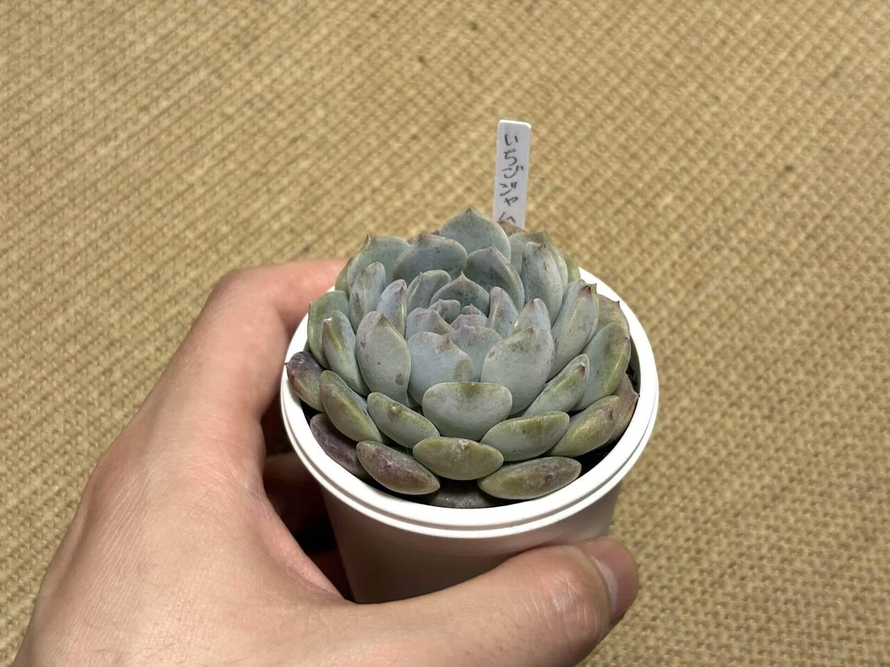 多肉植物】エケベリア「いちごジャム」に一目惚れ。道の駅で見つけた