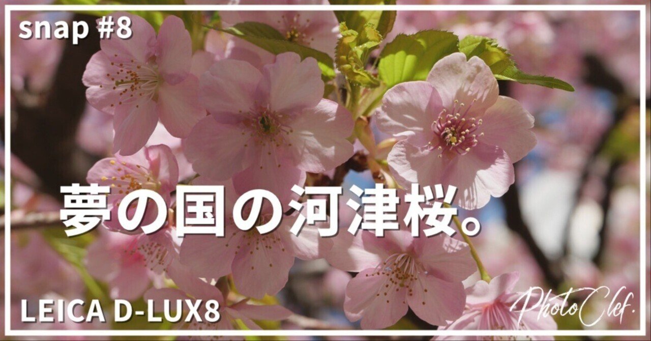 LEICA D-LUX8 snap#8 夢の国の河津桜。｜PhotoClef. | Yuz.