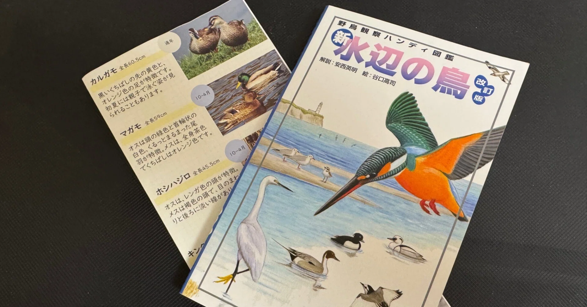 野鳥を見る田中｜阿佐ヶ谷のカントはきょうも散歩している
