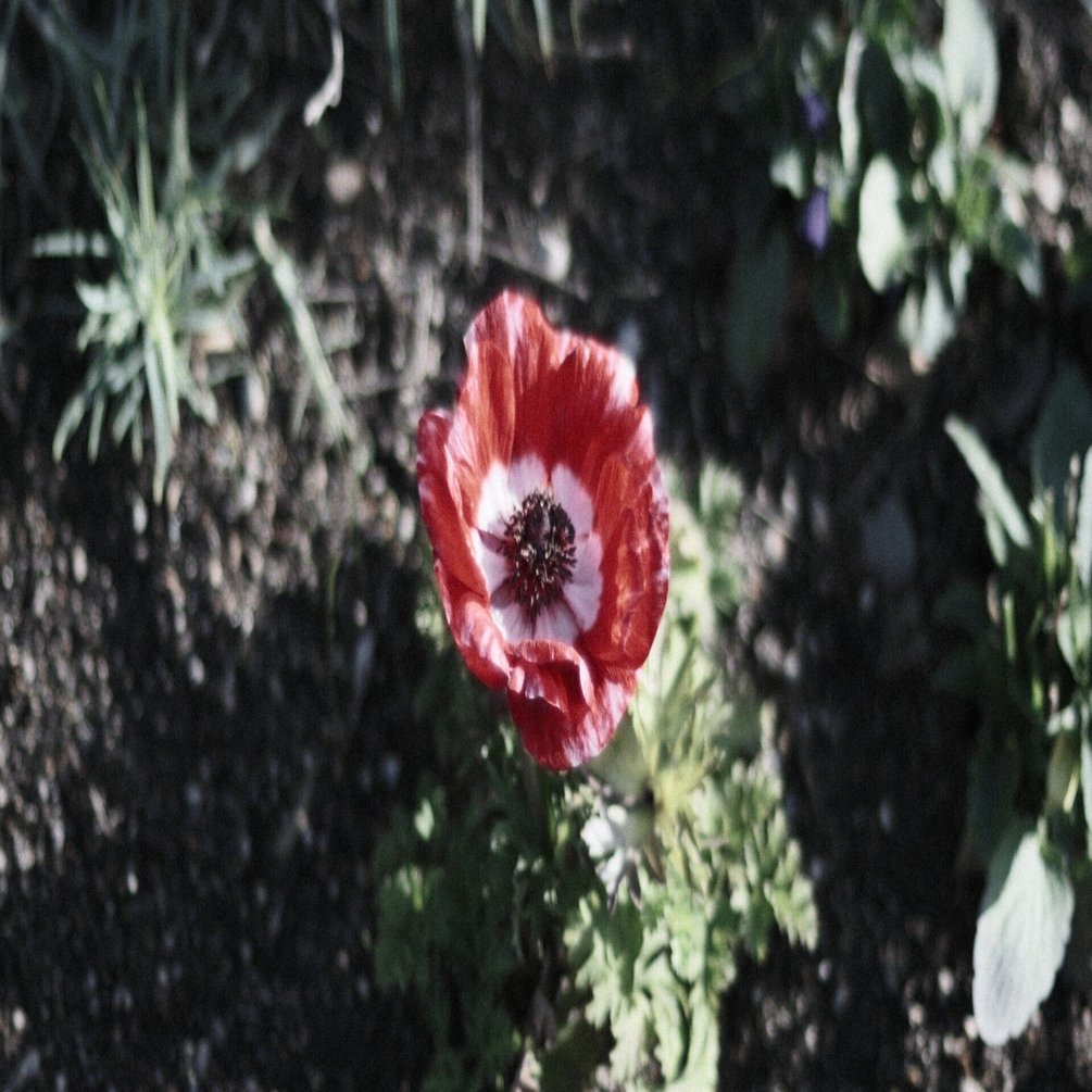 XR RIKENON 55mm f1.2とブリーチバイパス｜月曜休み。