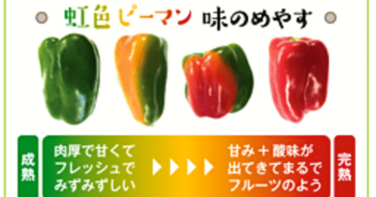 ピーマン(๑>◡<๑) 天ぷらがおすすめ！肉厚で食べやすい「ジャンボピーマン」出荷開始