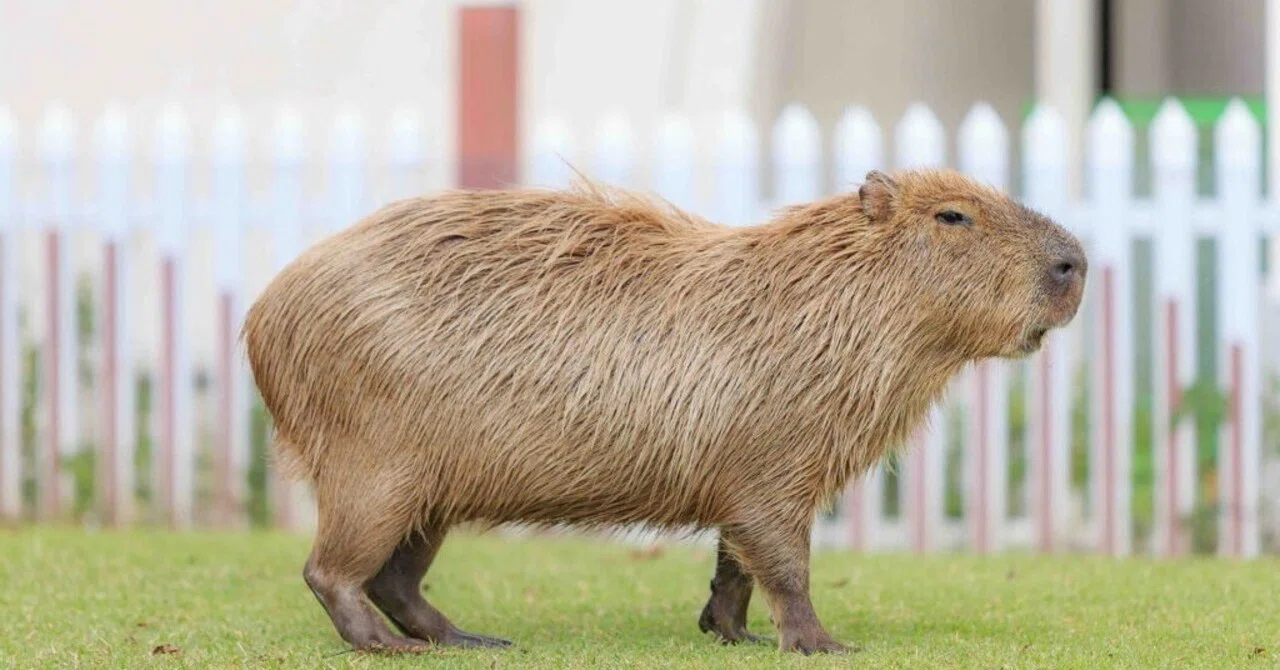 Capybara｜d1takeru