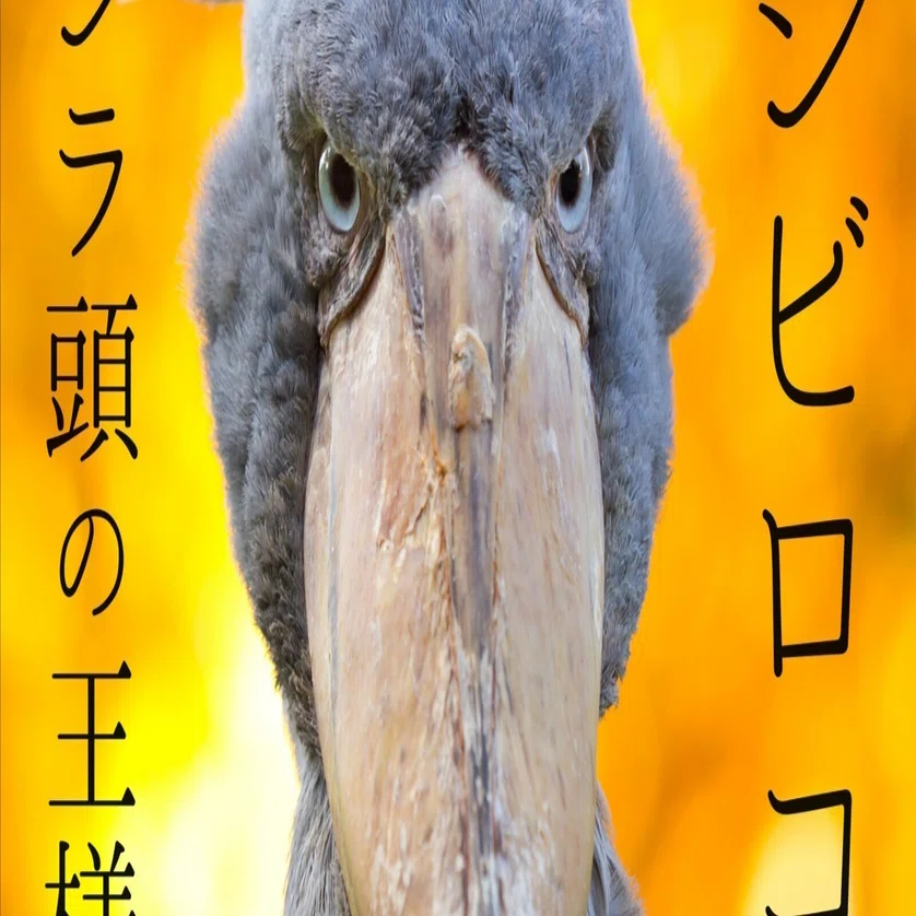 ハシビロコウ クジラ頭の王様｜ウタリウム｜レストインレコーズ 公式