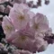 白桜