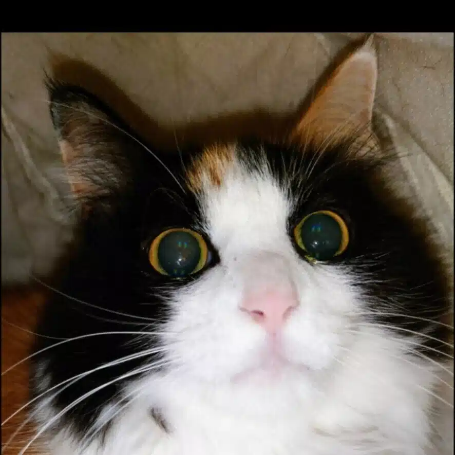 ねこボラ占い師みゅー