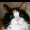 ねこボラ占い師みゅー