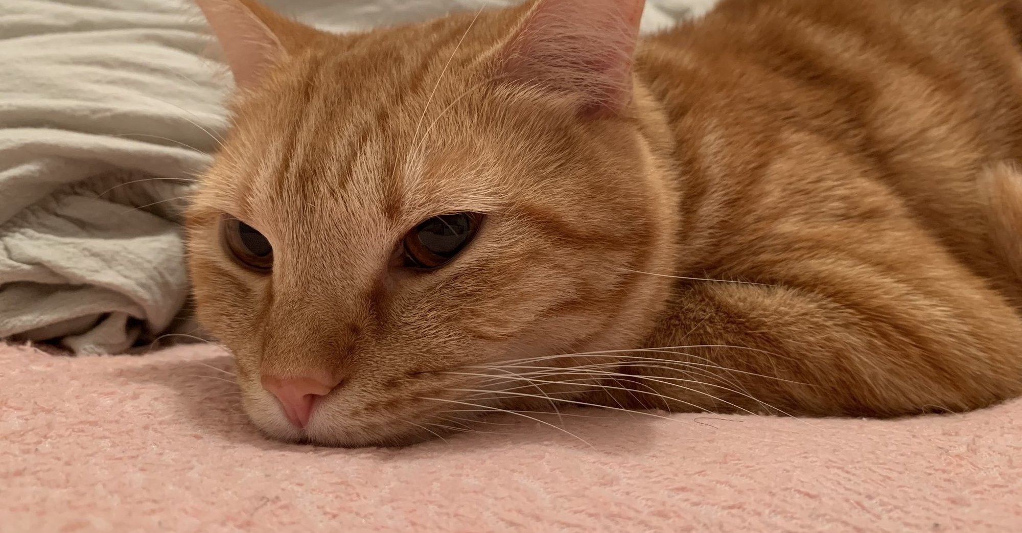 英語教育 失われた三十年 問題とは何か 田中健一 英語講師 Note 英語教育 失われた三十年 問題とは何か 田中健一 英語講師 Note