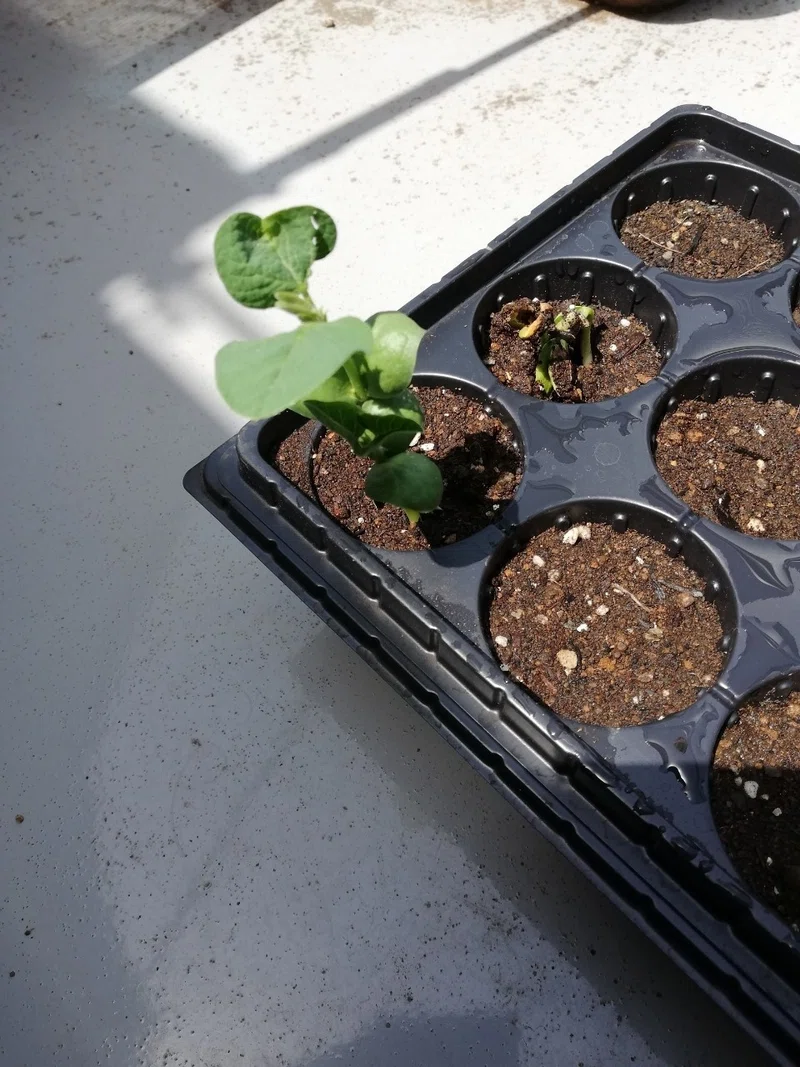 Vol 37 だんだん芽が出てきた プランター野菜道 オットが家事 育児に精を出してみた オットセイ オットが家事 育児に精を出してみた Note
