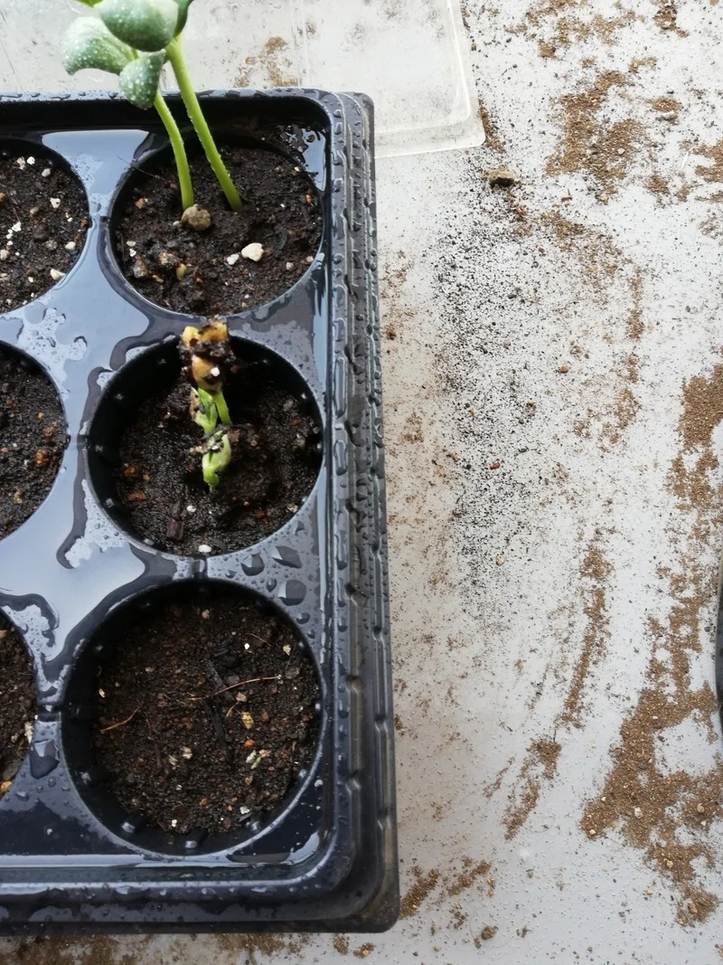 Vol 37 だんだん芽が出てきた プランター野菜道 オットが家事 育児に精を出してみた オットセイ オットが家事 育児に精を出してみた Note