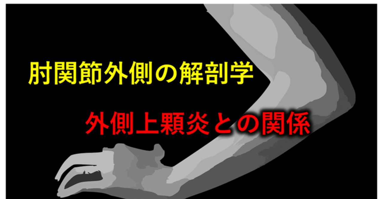 肘関節外側の解剖学 外側上顆炎との関係 第1弾 Y K Note