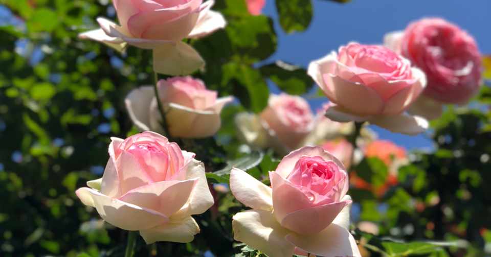 花図鑑 Rose はこねフローリスト Note