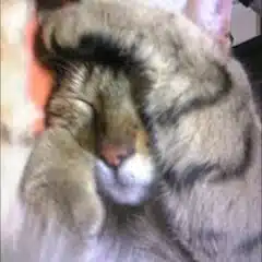 と金にゃん♪