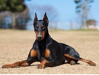 デカい犬がとにかく好きって話 ボカロp Jon Yakitory Note デカい犬がとにかく好きって話 ボカロp Jon Yakitory Note
