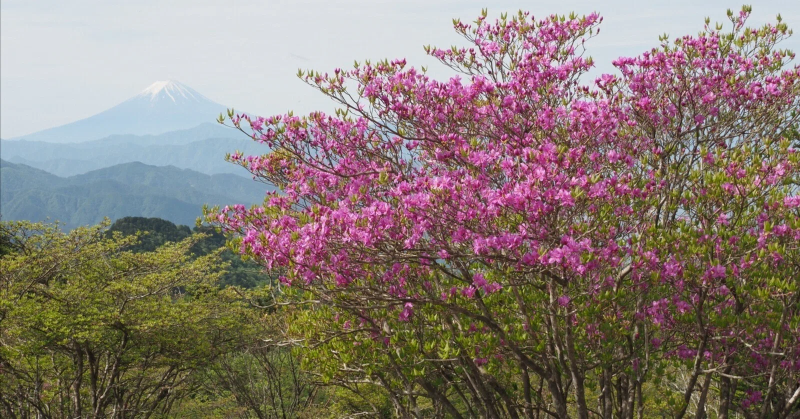 ミツバツツジ　大型　ツボミ沢山 260．三窪高原の富士にミツバツツジ｜sasayan