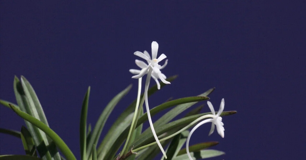 富貴蘭「春紫紅」の花（過去の画像倉庫から）｜KJ Morison